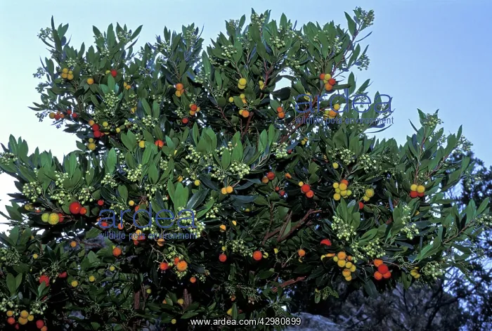 : Arbute-berry Tree / Strawberry Tree - Fruits flowers : Arbute-berry Tree / Strawberry Tree - Fruits flowers