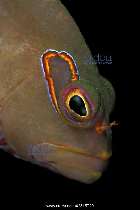 : arc-eye hawkfish, Paraciirrhites arcatus, Witu Islands, West : arc-eye hawkfish, Paraciirrhites arcatus, Witu Islands, West