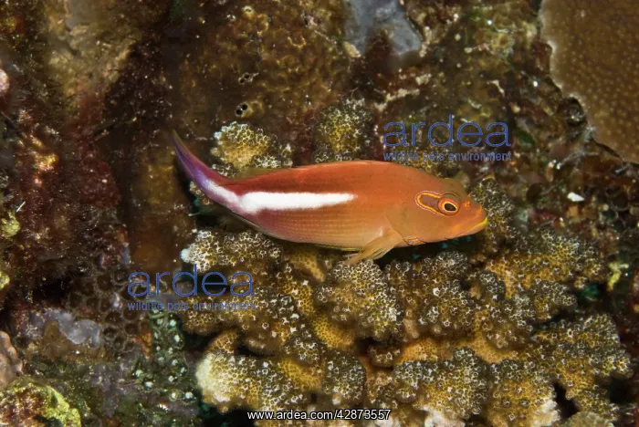 : Arc-eye Hawkfish - Usually seen perched on coral : Arc-eye Hawkfish - Usually seen perched on coral