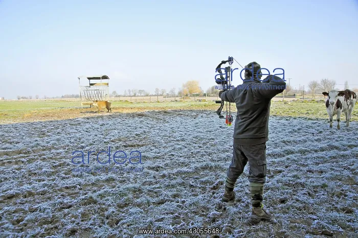 : Arc fighter shot down a wild boar in a meadow Dombes : Arc fighter shot down a wild boar in a meadow Dombes