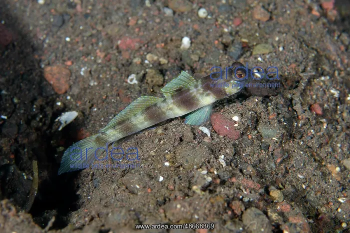 : Arcfin Shrimpgoby - Melasti dive site, Seraya, Karangasem : Arcfin Shrimpgoby - Melasti dive site, Seraya, Karangasem