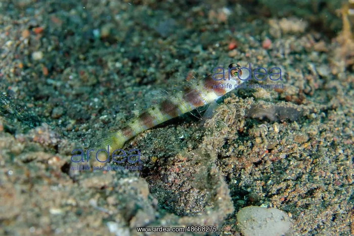 : Arcfin Shrimpgoby - Secret Place dive site, Amed : Arcfin Shrimpgoby - Secret Place dive site, Amed