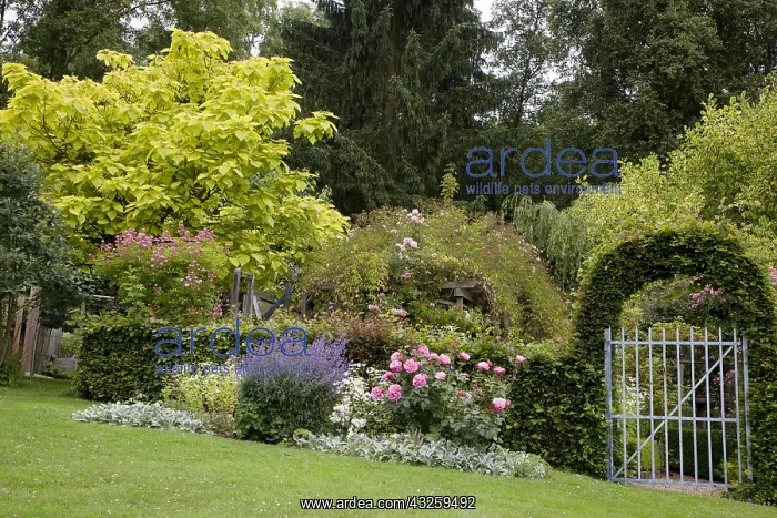  : Arch of hornbeam at the entrance of a garden carpinus