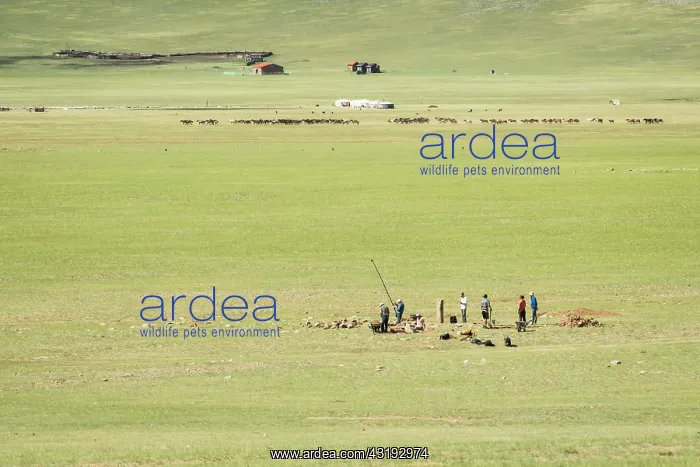 : Archaeological excavations, Valley High Tamer - : Archaeological excavations, Valley High Tamer -