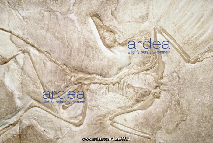 : ARCHAEOPTERYX FOSSIL : ARCHAEOPTERYX FOSSIL