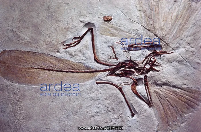 : Archaeopteryx Fossil : Archaeopteryx Fossil