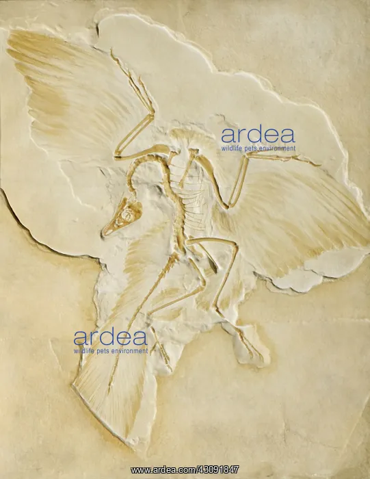 : Archaeopteryx Fossil : Archaeopteryx Fossil