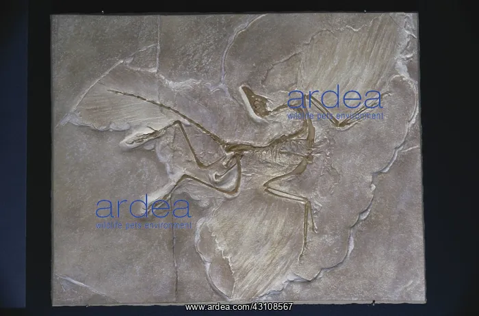 : Archaeopteryx Fossil : Archaeopteryx Fossil
