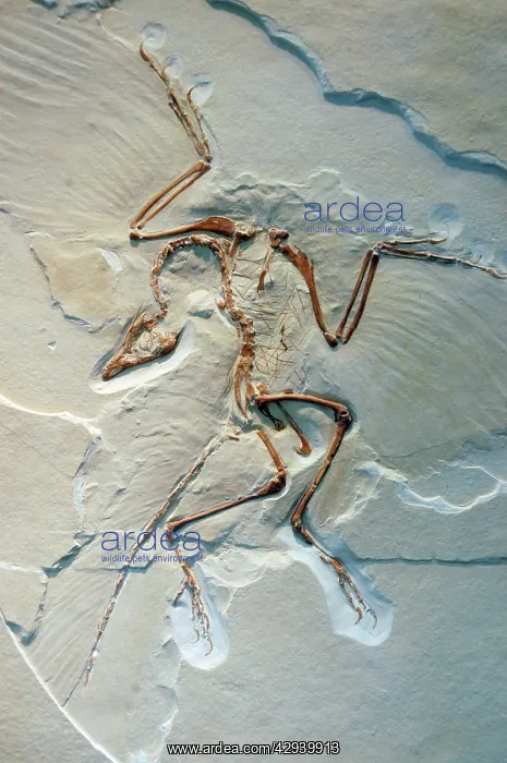  : Archaeopteryx, fossil bird