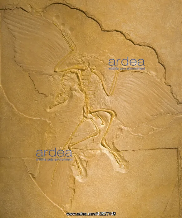  : Archaeopteryx Fossil - The earliest most primitive bird