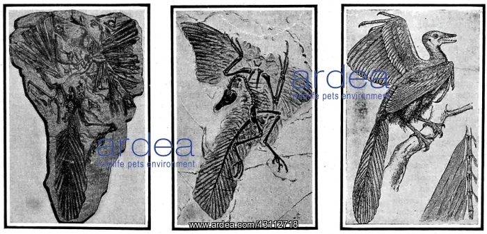  : Archaeopteryx, Primordial Bird
