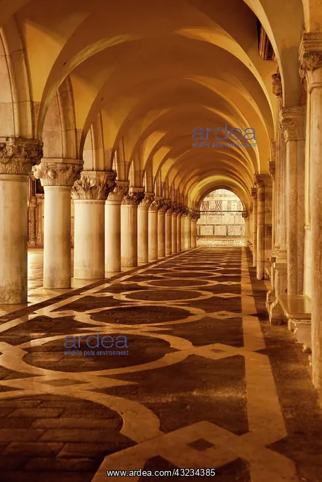 : Arched ceiling and columns at night, Ducal : Arched ceiling and columns at night, Ducal