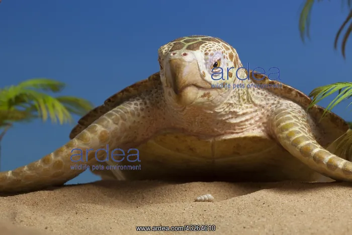 : Archelon, close-up. Giant marine turtle. Lenght: : Archelon, close-up. Giant marine turtle. Lenght: