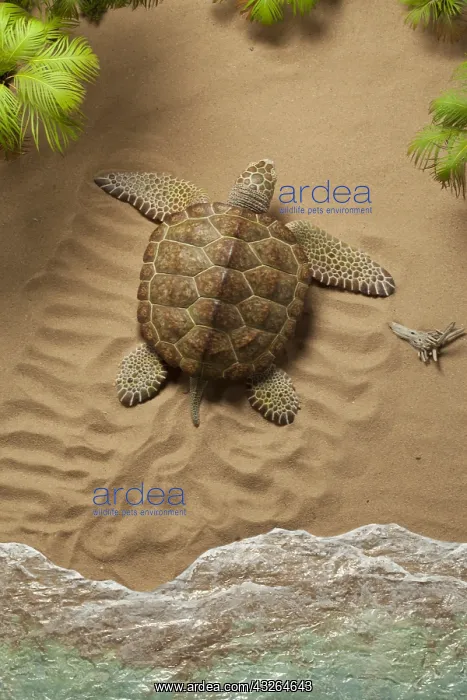 : Archelon crawls ashore for nesting-site. Giant marine : Archelon crawls ashore for nesting-site. Giant marine