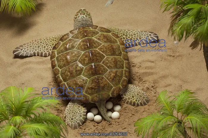 : Archelon deposits her eggs into sand-chamber. Giant : Archelon deposits her eggs into sand-chamber. Giant