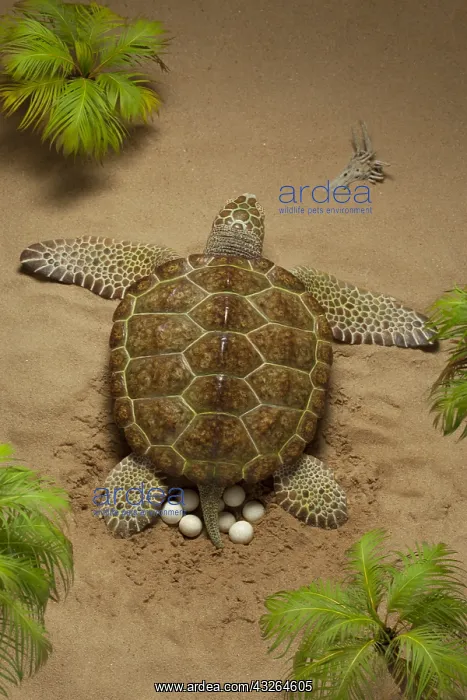 : Archelon deposits her eggs into sand-chamber. Giant : Archelon deposits her eggs into sand-chamber. Giant