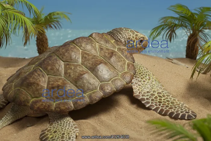 : Archelon heads towards the sea. Giant marine turtle : Archelon heads towards the sea. Giant marine turtle