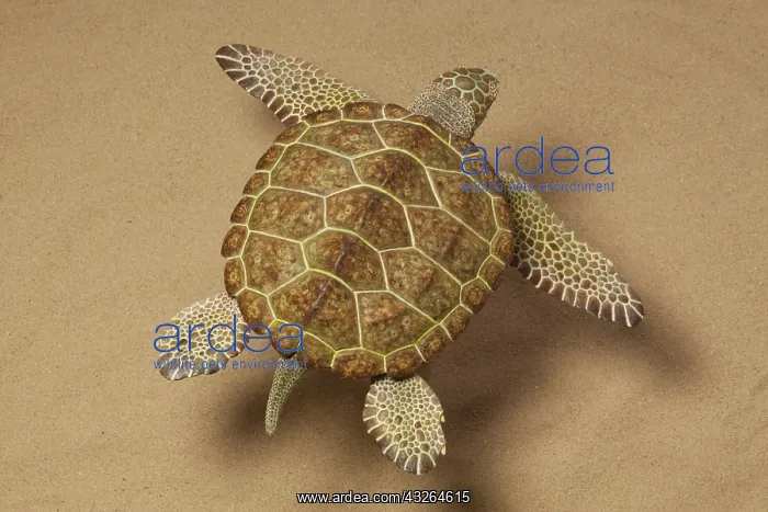 : Archelon swimming. Over sandy bottom. Giant marine : Archelon swimming. Over sandy bottom. Giant marine