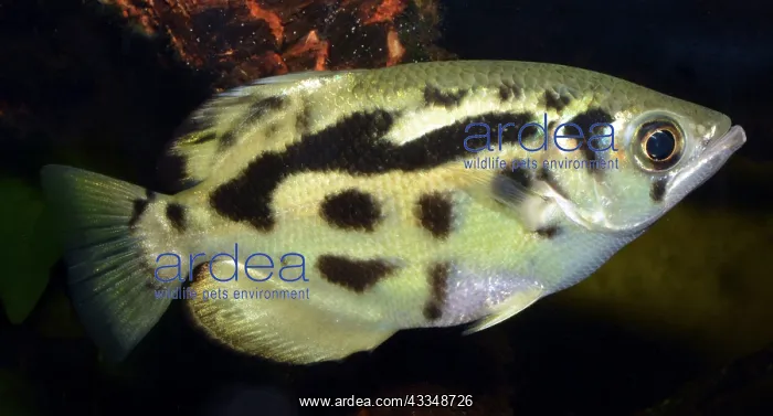 : Archer Fish - (spits water out to catch insects : Archer Fish - (spits water out to catch insects