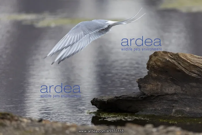 : Arctic Arctic Tern (Sterna paradisaea) taking off : Arctic Arctic Tern (Sterna paradisaea) taking off