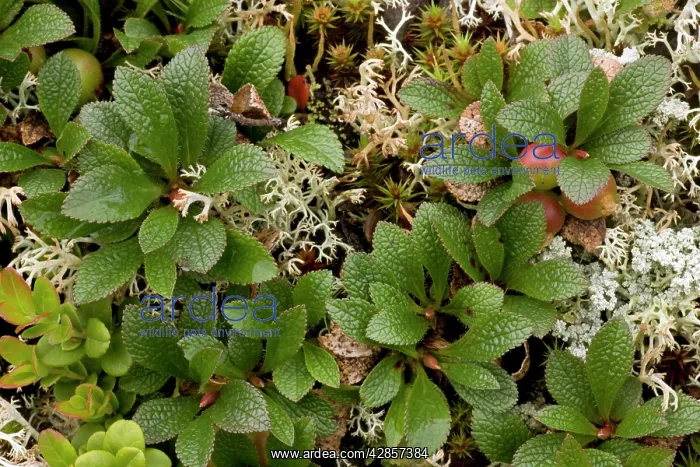 : Arctic bearberry : Arctic bearberry