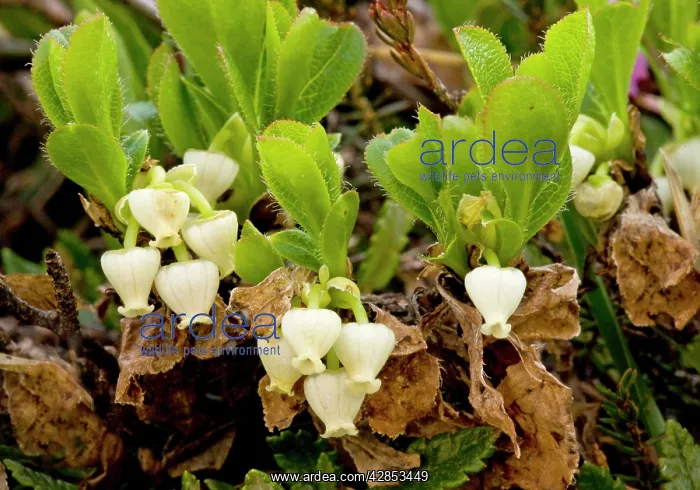 : Arctic Bearberry - in flower : Arctic Bearberry - in flower