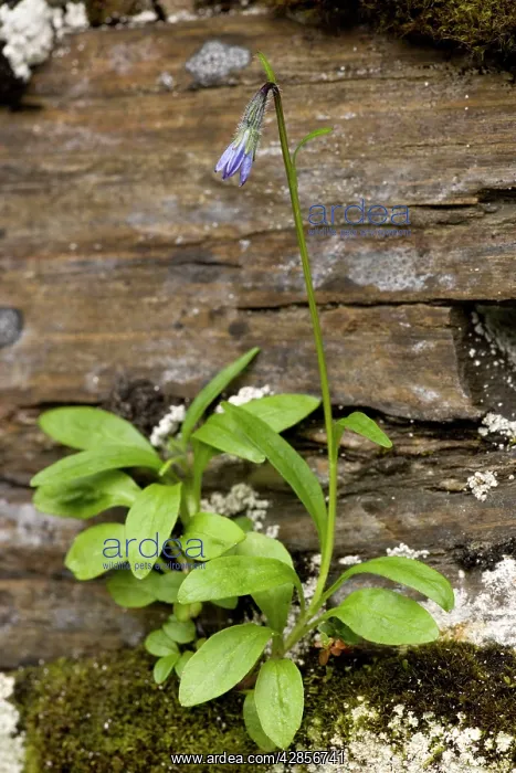 : Arctic bellflower : Arctic bellflower