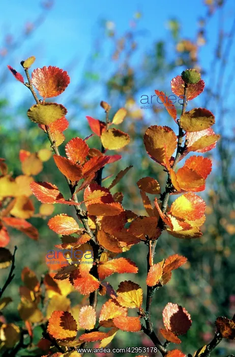  : Arctic Birch  /  Dwarf Birch - leaves in autumn