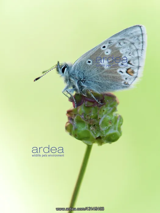 : Arctic Blue : Arctic Blue