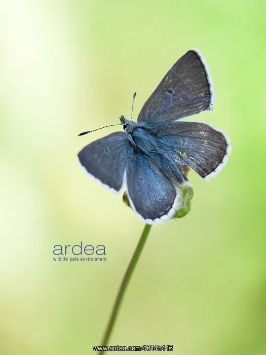 : Arctic Blue : Arctic Blue