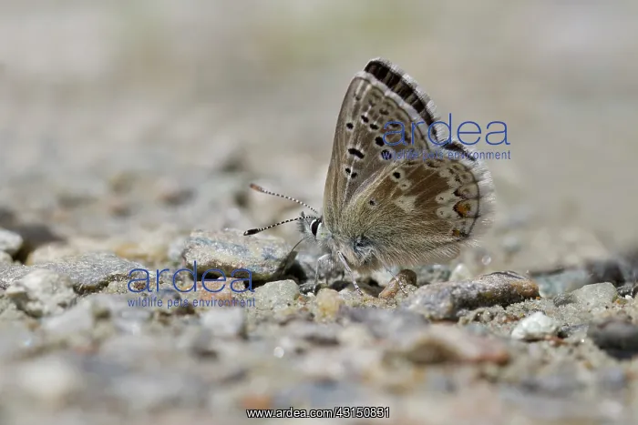 : Arctic Blue : Arctic Blue