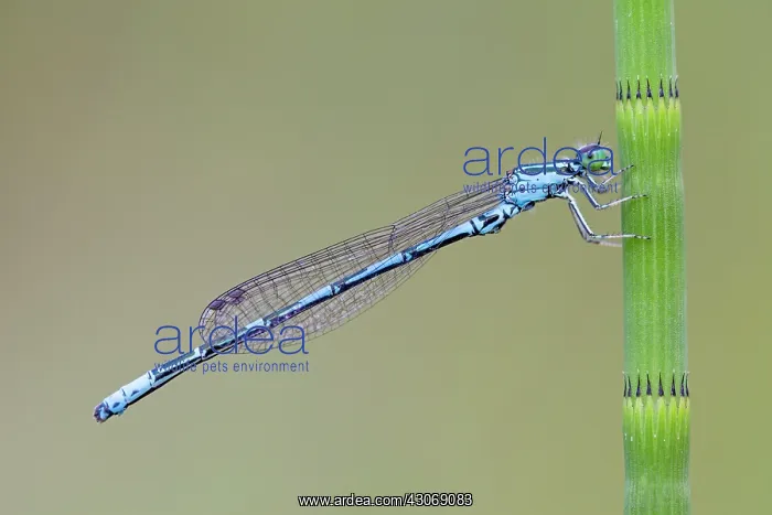 : Arctic Bluet : Arctic Bluet
