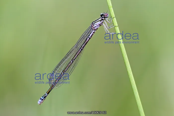 : Arctic Bluet : Arctic Bluet