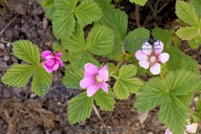 : An arctic bramble : An arctic bramble
