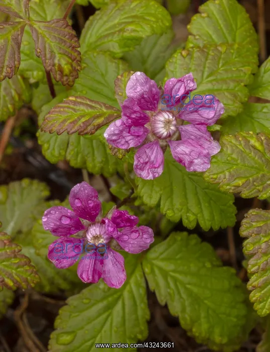 : Arctic Bramble, Rubus arcticus in flower, Sweden : Arctic Bramble, Rubus arcticus in flower, Sweden