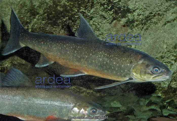 : Arctic Charr - (migrates to freshwater to breed) : Arctic Charr - (migrates to freshwater to breed)