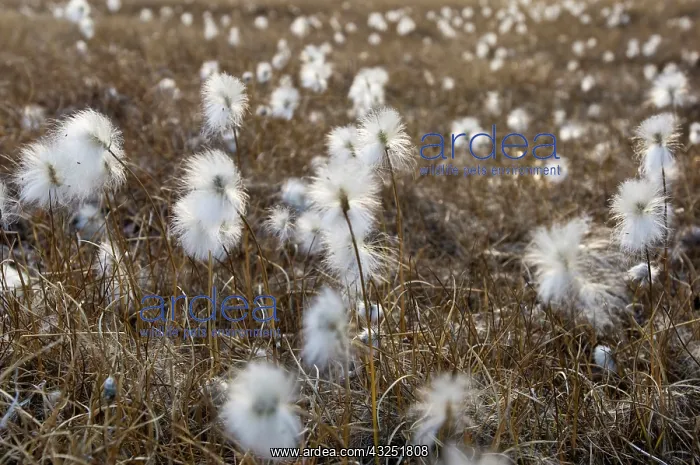 : Arctic Cotton Grass, Bredefjord, North East : Arctic Cotton Grass, Bredefjord, North East