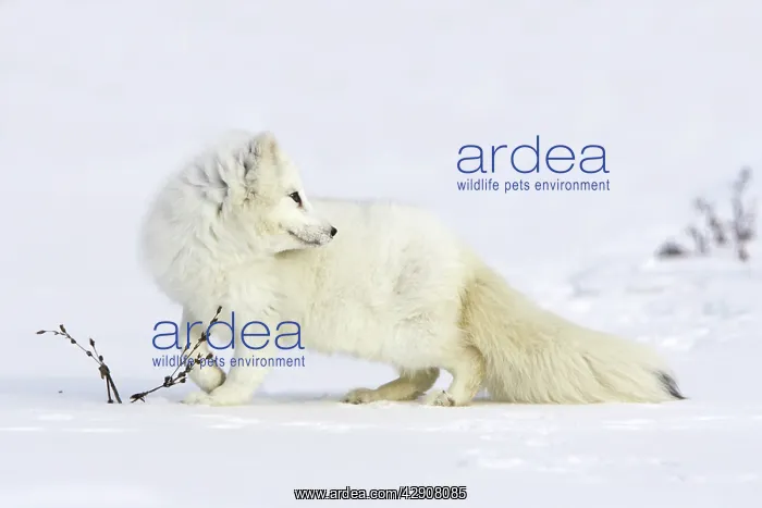 : Arctic Fox : Arctic Fox