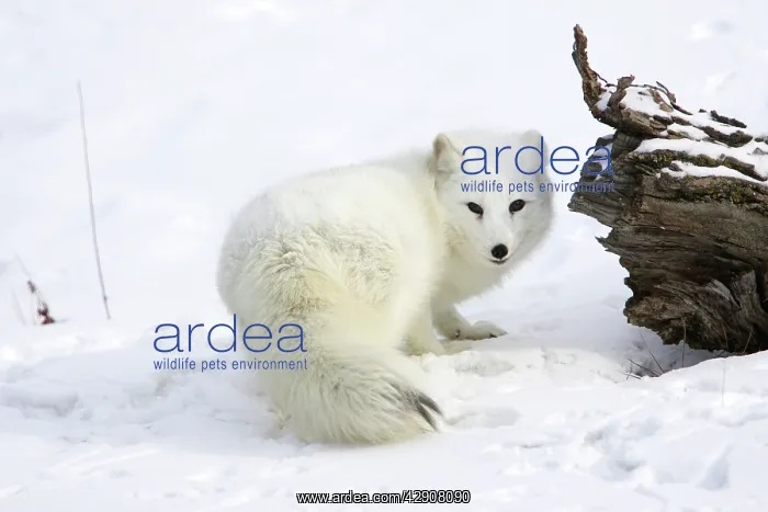 : Arctic Fox : Arctic Fox