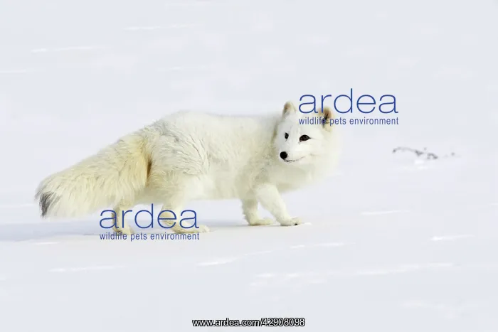 : Arctic Fox : Arctic Fox