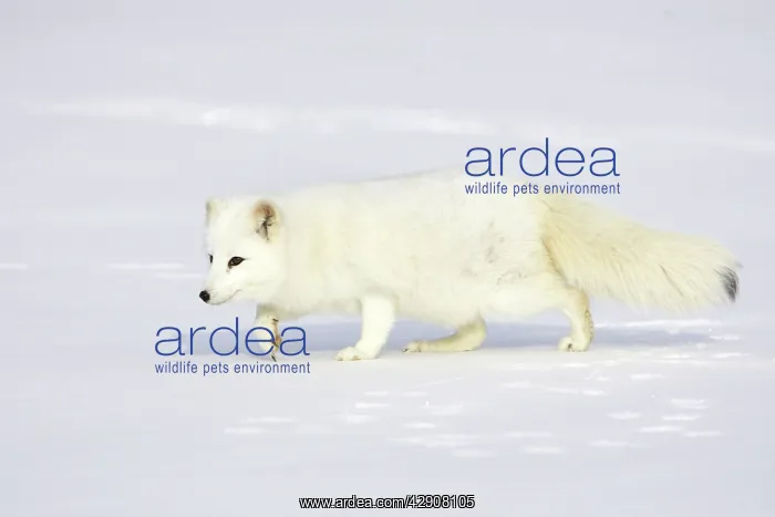 : Arctic Fox : Arctic Fox