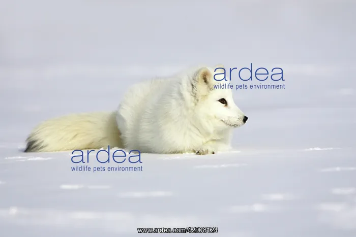 : Arctic Fox : Arctic Fox