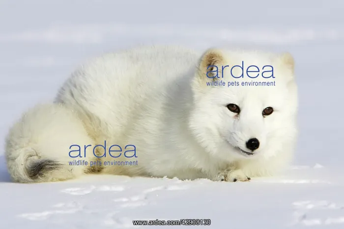: Arctic Fox : Arctic Fox
