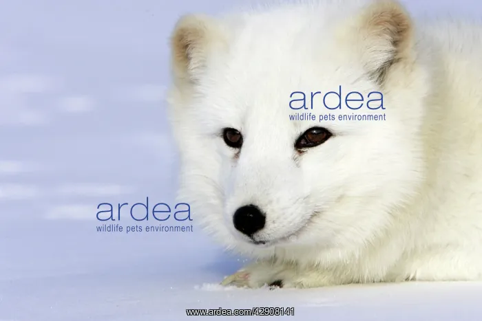 : Arctic Fox : Arctic Fox