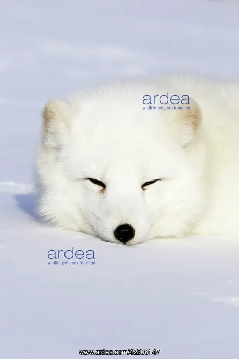 : Arctic Fox : Arctic Fox