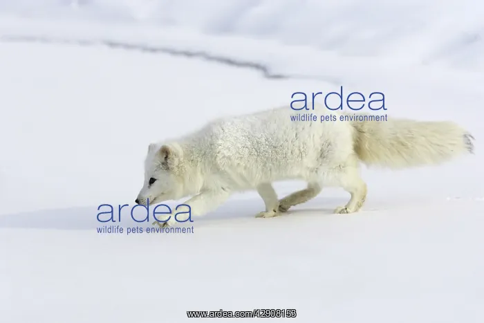 : Arctic Fox : Arctic Fox