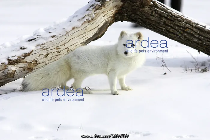 : Arctic Fox : Arctic Fox