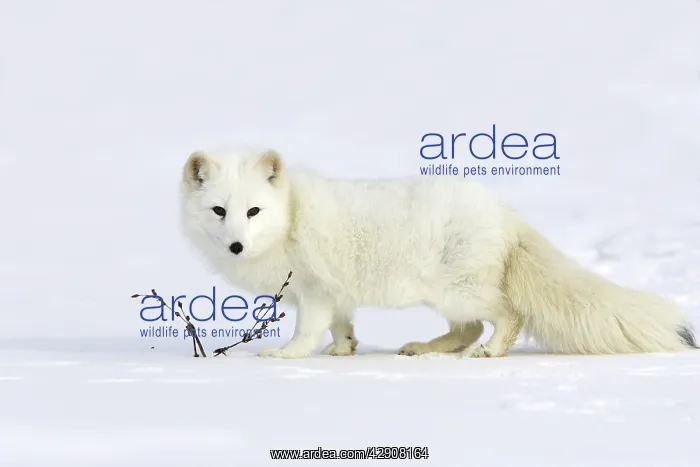 : Arctic Fox : Arctic Fox