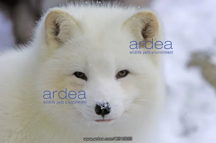  : Arctic Fox