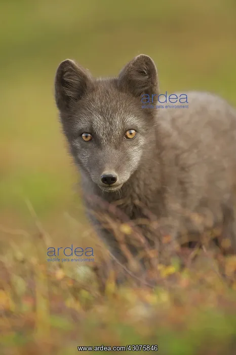 : Arctic Fox : Arctic Fox